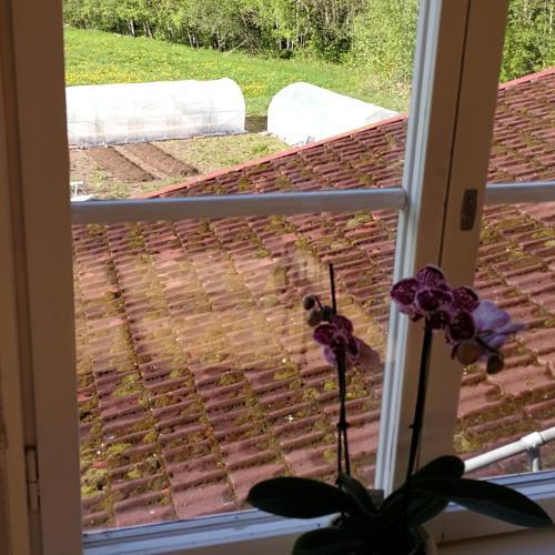 a window view of a brick yard with a plant at Sjugare Gård Bed & Breakfast in Leksand