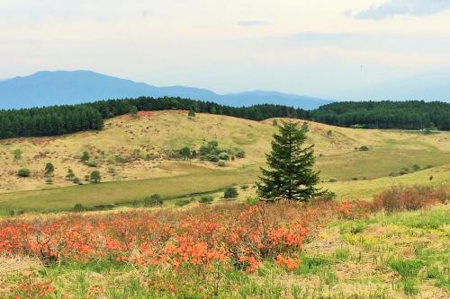 a field with a tree on a hill with red flowers at Kurumayama Kogen Guesthouse Urara in Chino