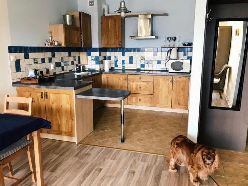 una cucina con un cane sul pavimento di Apartament Regata w sercu Mariny w Ustce a Ustka