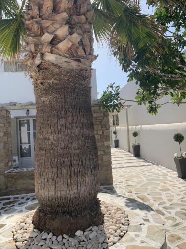 a palm tree with a large net wrapped around it at Sea & Sun Paros in Naousa