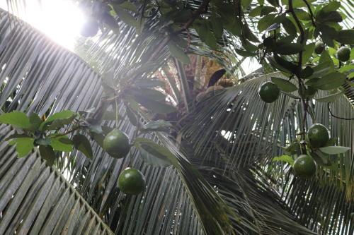 a coconut tree with green fruit on it at Hill Country Villa in Kandy