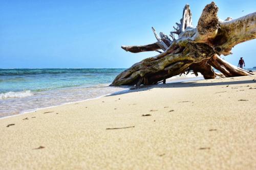 a tree on the beach with the ocean in the background at Vipingo Ridge-Swahili Villa in Mombasa