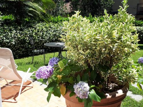 a large potted plant with purple flowers in a yard at Casa Maria Teresa in Cannero Riviera