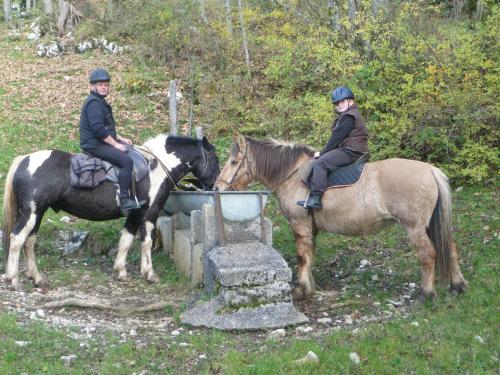 Άλλα ζώα σε αυτό το πανδοχείο ή στη γύρω περιοχή