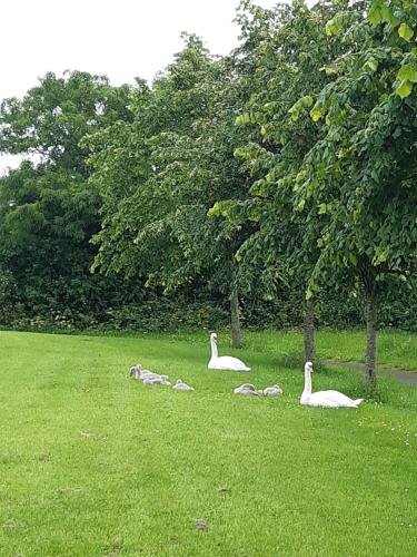 Taman di luar Happy guest