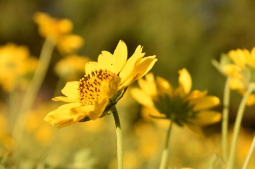 una flor amarilla en un campo de flores amarillas en Estancia San Miguel, en Villa Yacanto