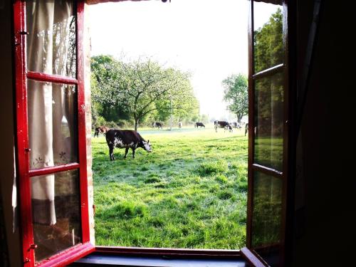 a window view of a field with cows in the grass at La petite Cauvinière in Saint-Aubin-de-Bonneval