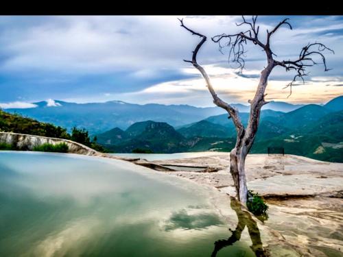 a tree sitting on top of a hill next to a body of water at Trotamundo Oaxaca Hostel in Oaxaca City