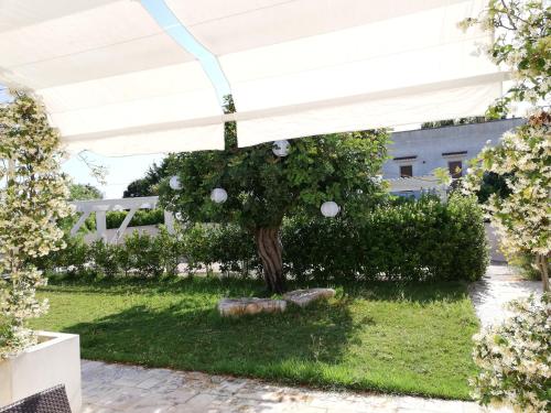 a tree in the middle of a yard with a white umbrella at Marinelli Guest House in Cisternino
