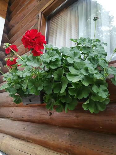Κήπος έξω από το Cabana Rustic Balea