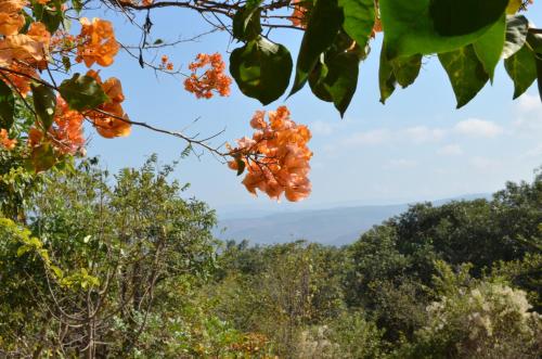 a view of the mountains from a tree branch at Ashbourne Country Escape Hazyview in Hazyview