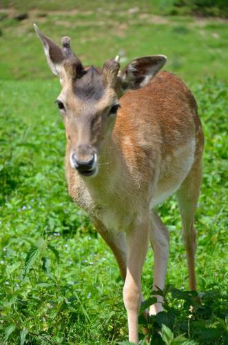 a baby deer standing in a field of grass at Panorama Hotel Gasthof Leidingerhof in Mondsee