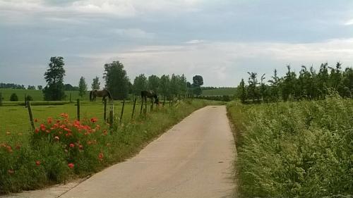 a dirt road with two horses in a field at De Lokroep in Heers