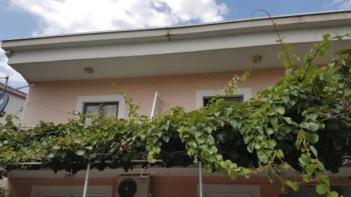 a plant on the side of a house at Apartmani AnĐela in Neum
