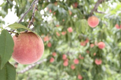 a bunch of red apples hanging from a tree at APA Hotel Fukushima Ekimae in Fukushima