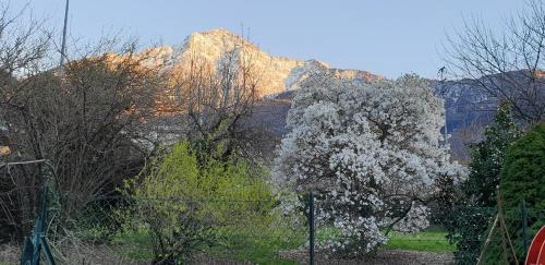 a tree with white flowers in front of a mountain at VILLA LAGO foreground - Pet friendly stay- garden-parking-Lake view- Bike friendly holiday house in Colico