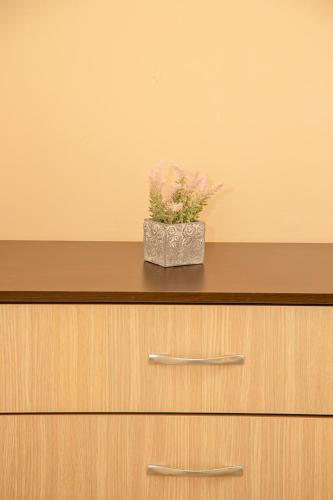 a plant sitting on top of a dresser at Sunset Vibes in Arapya - Breathtaking Views and Pool - by Flаt Manаger in Arapya