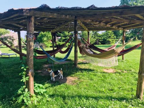 a dog sitting in a hammock under a pergola at Polana in Lipowiec