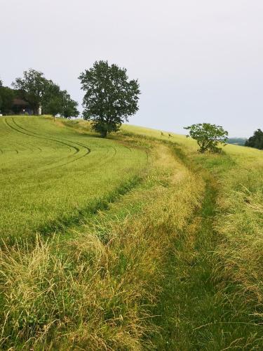 a grassy field with two trees in the middle at Castel Mazars in Castelnau-de-Montmiral