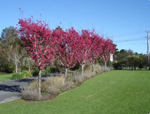 a row of trees with pink flowers in a park at Warkworth Country House in Warkworth