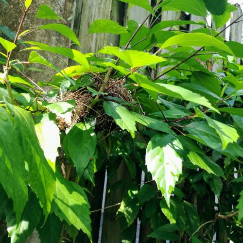 a bird nest on a tree with green leaves at Ltu Garden in Negril