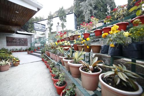 a bunch of potted plants are lined up in a greenhouse at Sikkim Tourist Centre in Pelling