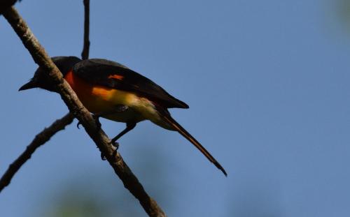 ホテルの敷地内または近くにいる動物