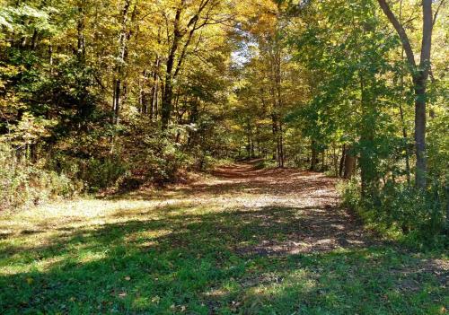 a dirt road in a wooded area with trees at Altenbrauch Farm - Camping in the Hocking Hills in McArthur