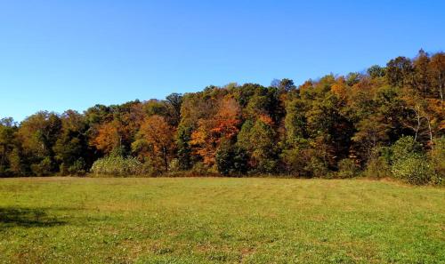 an open field with trees in the background at Altenbrauch Farm - Camping in the Hocking Hills in McArthur