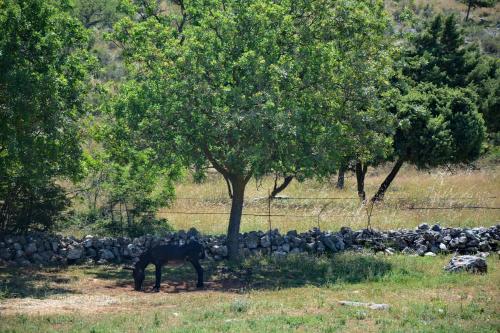 Άλλα ζώα σε αυτό το διαμέρισμα ή στη γύρω περιοχή
