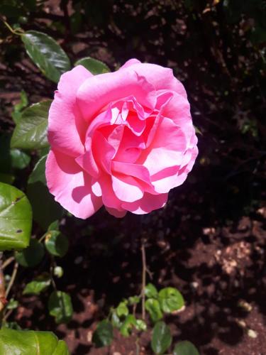 a pink rose is growing in a garden at Fuller Lake Chemainus Motel in Chemainus