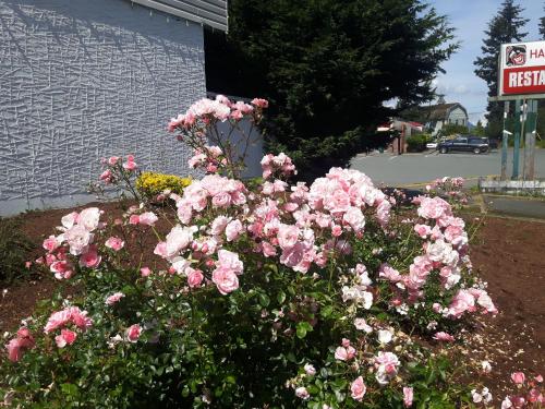 a bush of pink roses in front of a building at Fuller Lake Chemainus Motel in Chemainus