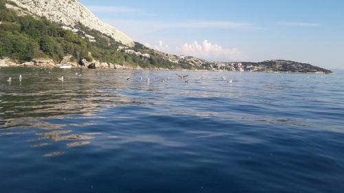 a flock of birds flying over a body of water at Mirta in Stara Baška