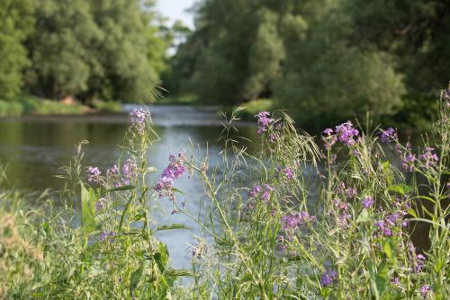 a field of purple flowers in front of a lake at Inner Joy Getaways in Elora