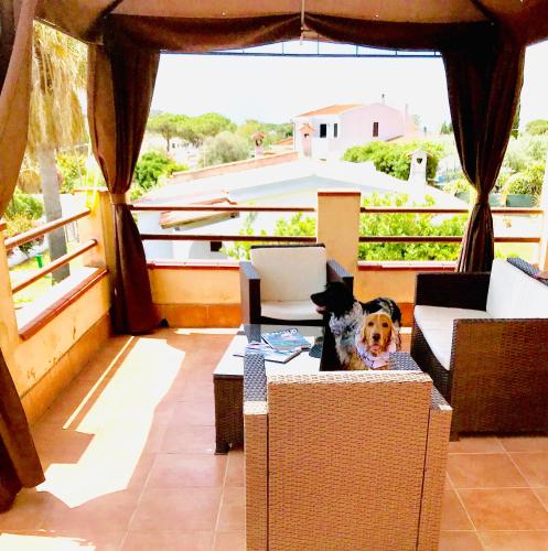 a dog sitting in a box on a balcony at Villa Ro in Porto Columbu - Perdʼe Sali