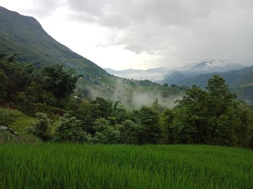 a field of green grass with mountains in the background at My's Homestay sapa in Sa Pa