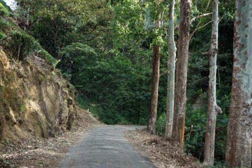 a road with trees on the side of a hill at Wild Glamping Knuckles - Thema Collection in Rangala