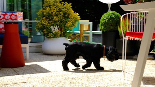 Huéspedes con una o varias mascotas en Mercure Hotel Forbach Centre de Loisirs