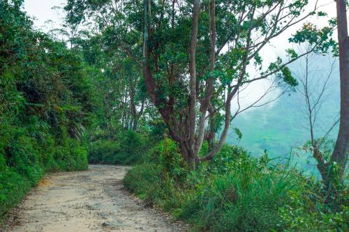 a dirt road in the middle of a forest at Wild Glamping Knuckles - Thema Collection in Rangala