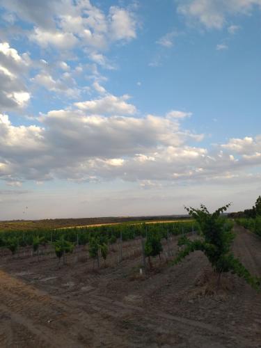 a row of trees in a field under a cloudy sky at Casa la Era in Salas Bajas