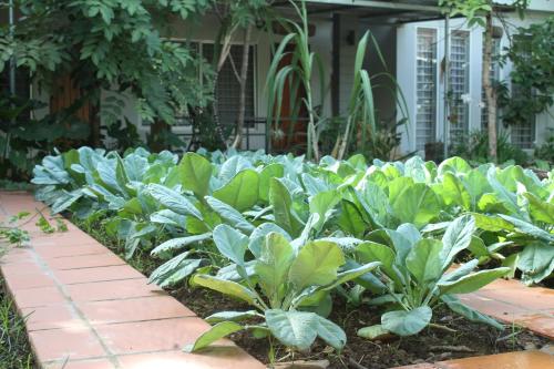 a garden with cabbage plants and a brick pathway at My Parents Guesthouse in Kampot