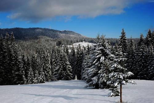 a snow covered tree in front of a forest of trees at Mountain bungalows and a Hobbit House - Jazavčije Rupe in Han Pijesak