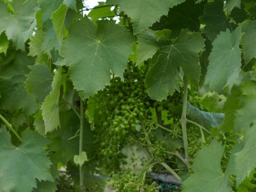 a bunch of green grapes hanging from a tree at Villa Cavalletti in Grottaferrata