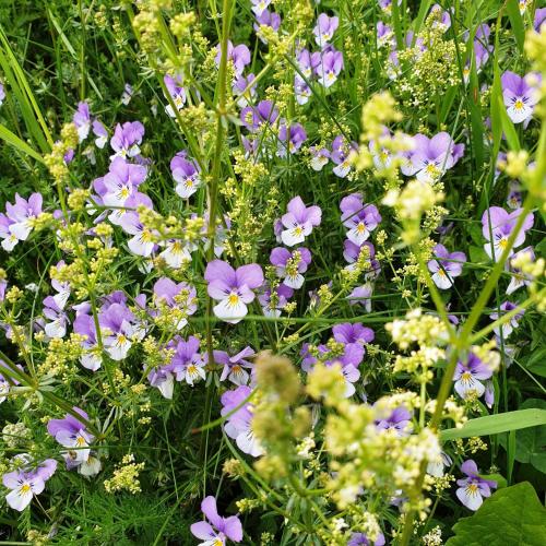 a bunch of purple and white flowers in a field at Horizon Aubrac Laguiole in Laguiole