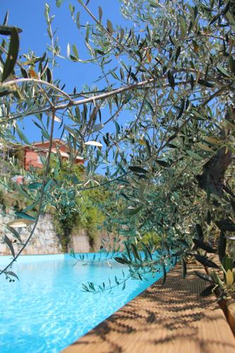 a close up of a tree next to a swimming pool at Agriturismo OlivArancio in Leivi