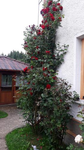 a bush of red roses on the side of a house at Guest House Stoletnika in Yagodina