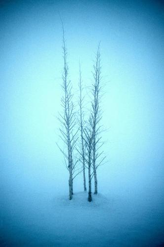 two trees standing in the snow in the fog at Lynhams Hotel in Laragh