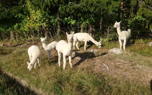 a group of sheep standing in a field at Nytorpsgården in Arbrå