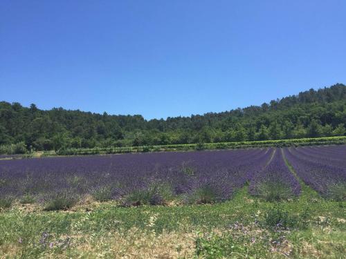 Příroda nedaleko apartmánu