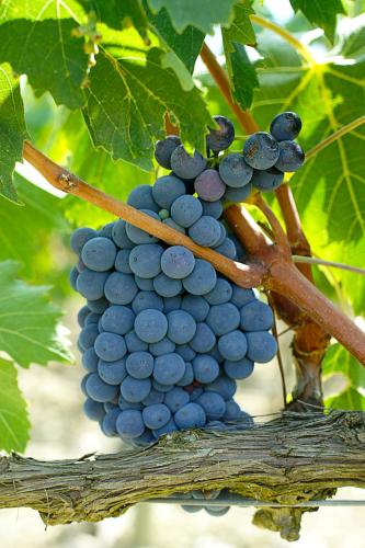 a bunch of grapes hanging on a tree at Agriturismo Poggio alle Calle in Saturnia